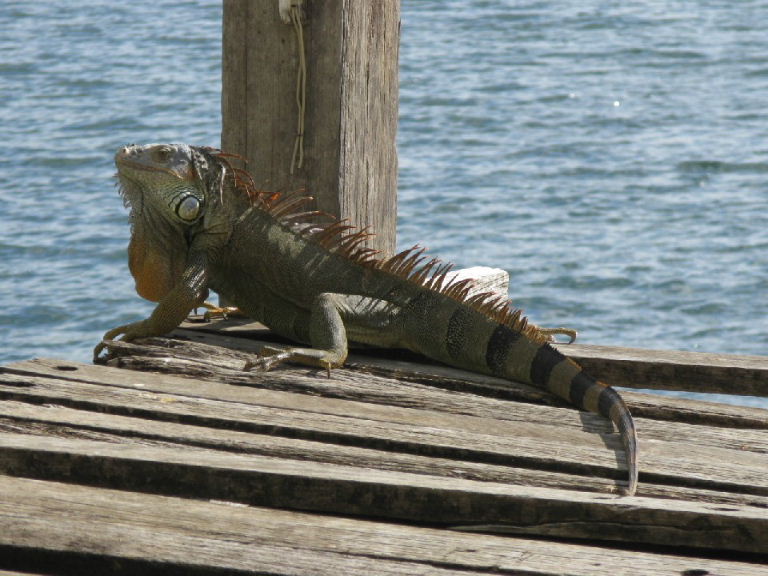 Common Iguana