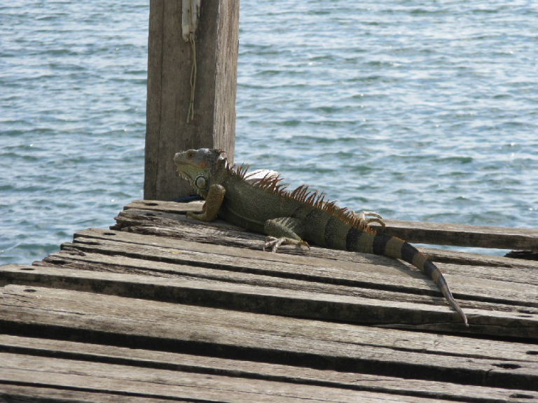 Green Iguana