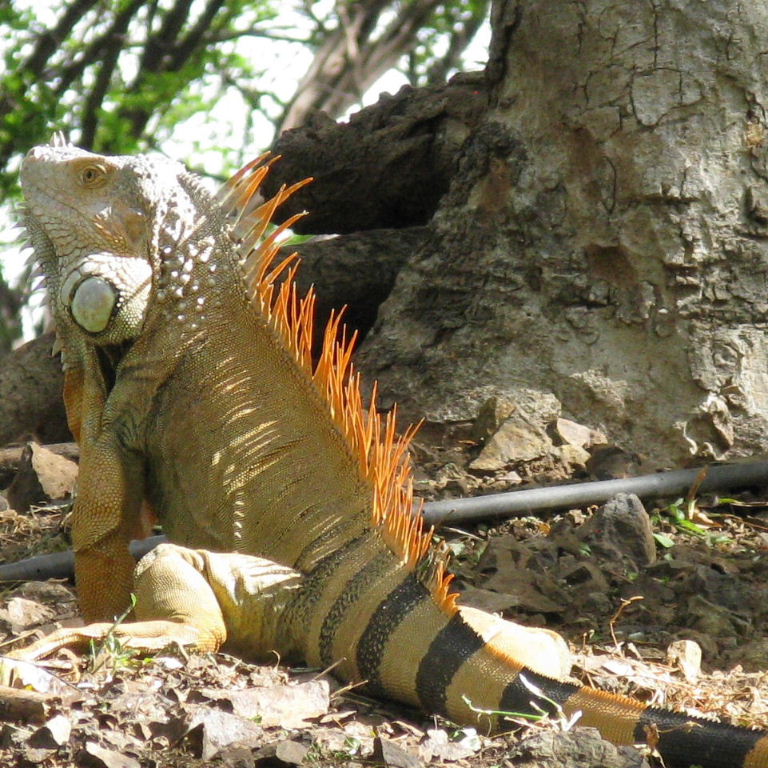 Green Iguana