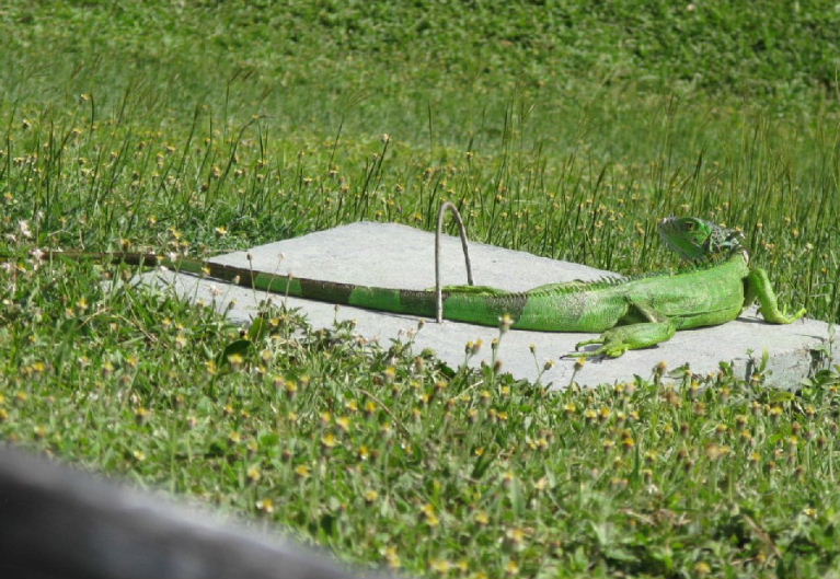Green Iguana