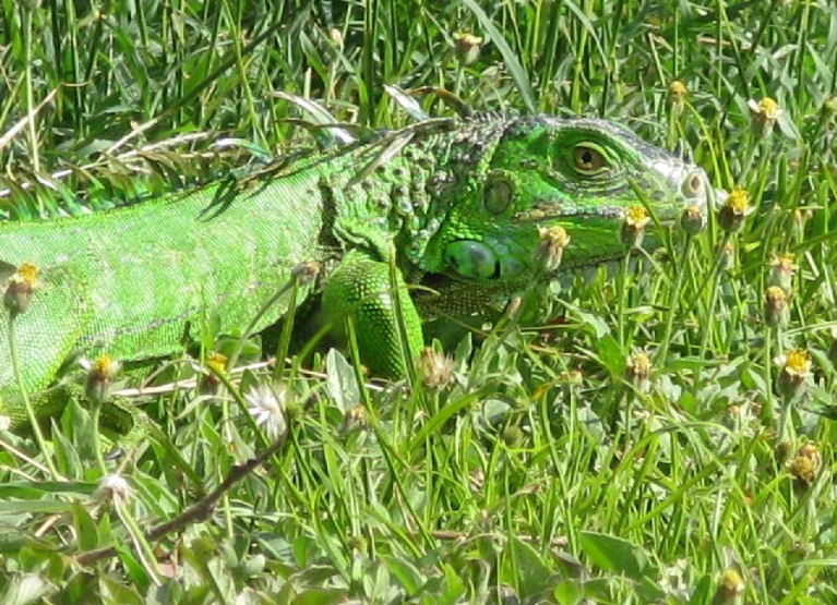 Green Iguana