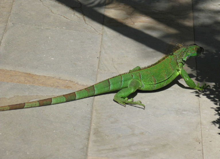 Black Green Iguana