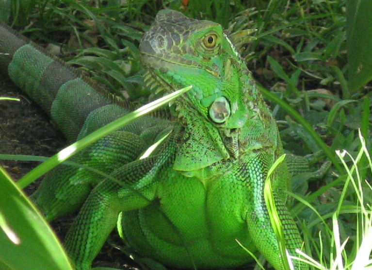 Red Green Iguana
