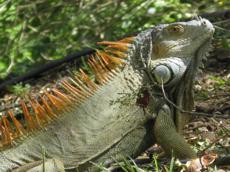 Green Iguana