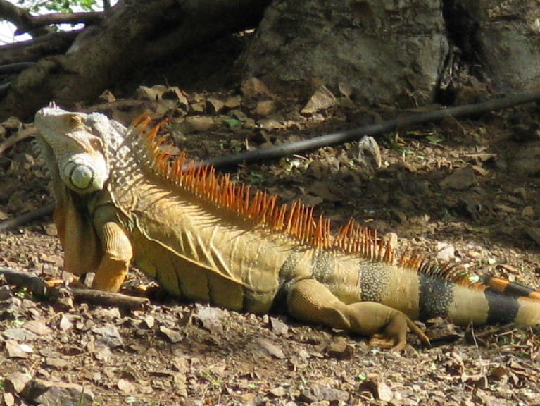 Common Iguana