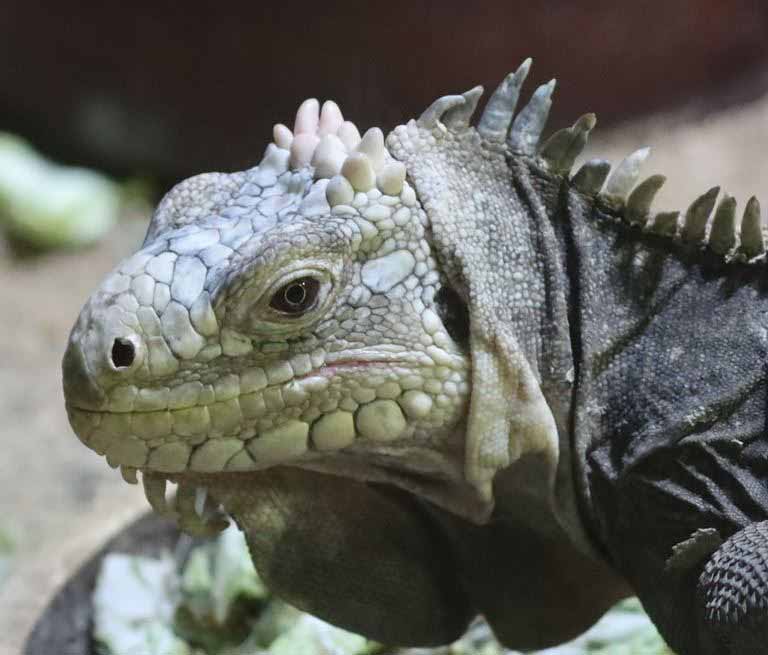 Lesser Antillean Iguana
