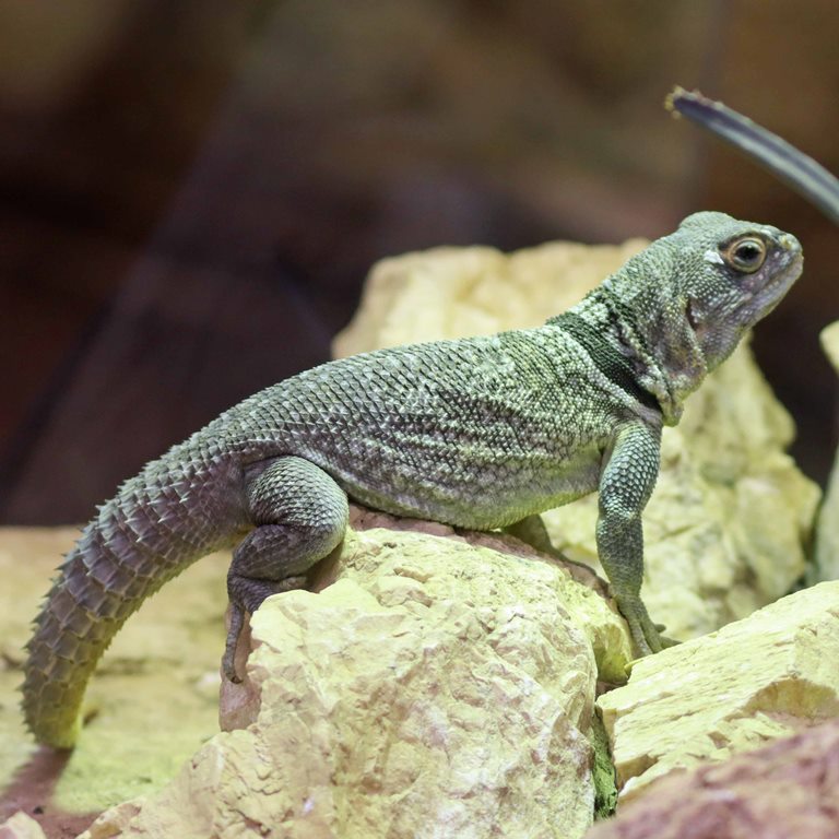 Madagascar Collared Iguana