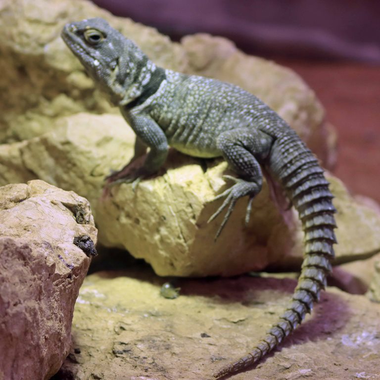 Madagascar Collared Iguana