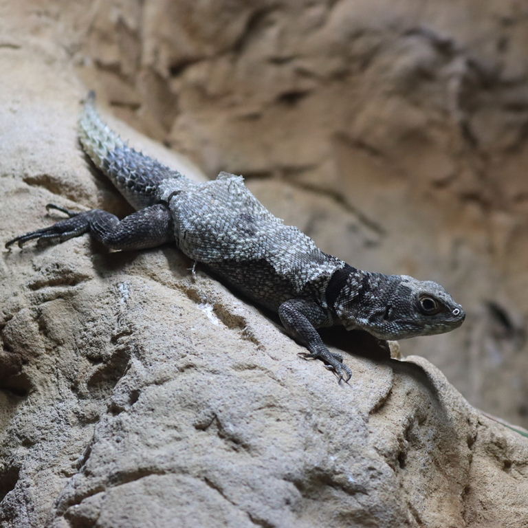 Madagascar Collared Iguana