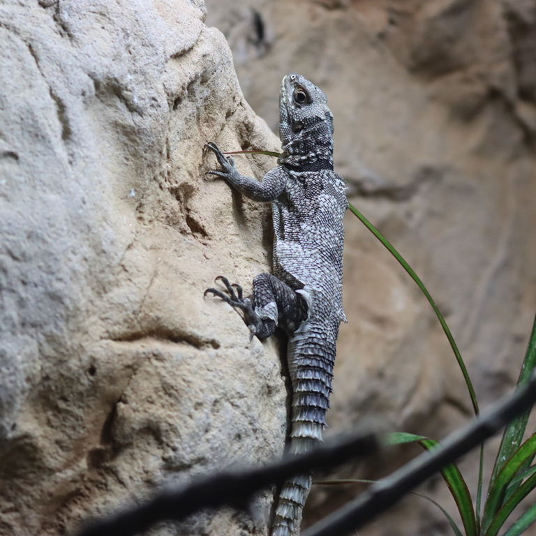 Madagascar Collared Iguana