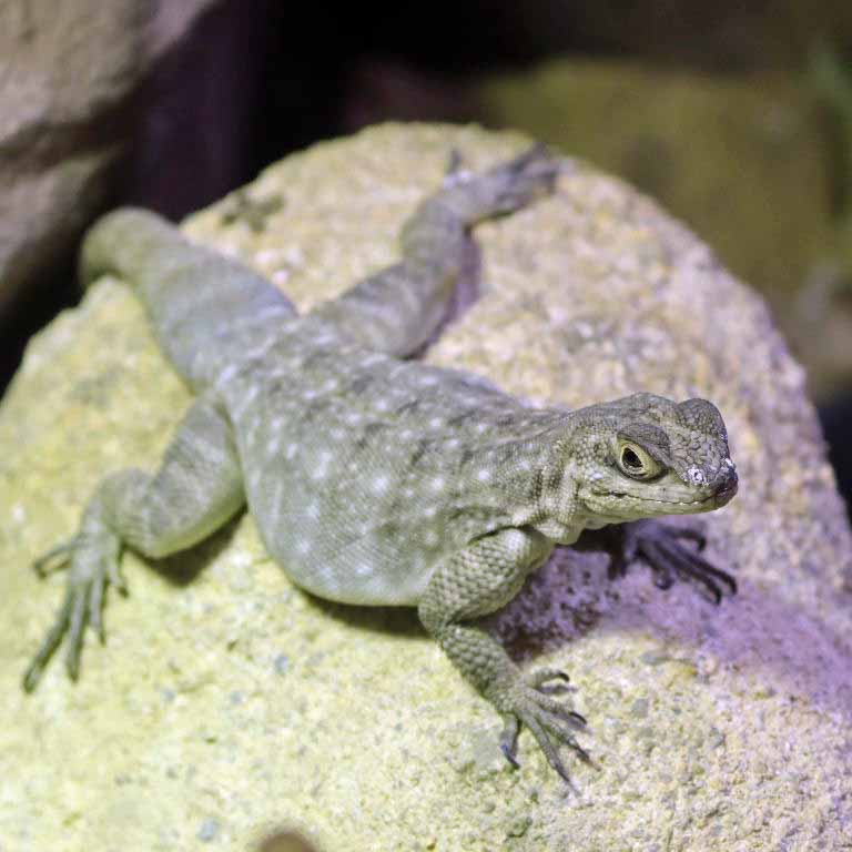 Dumeril's Madagascar Swift