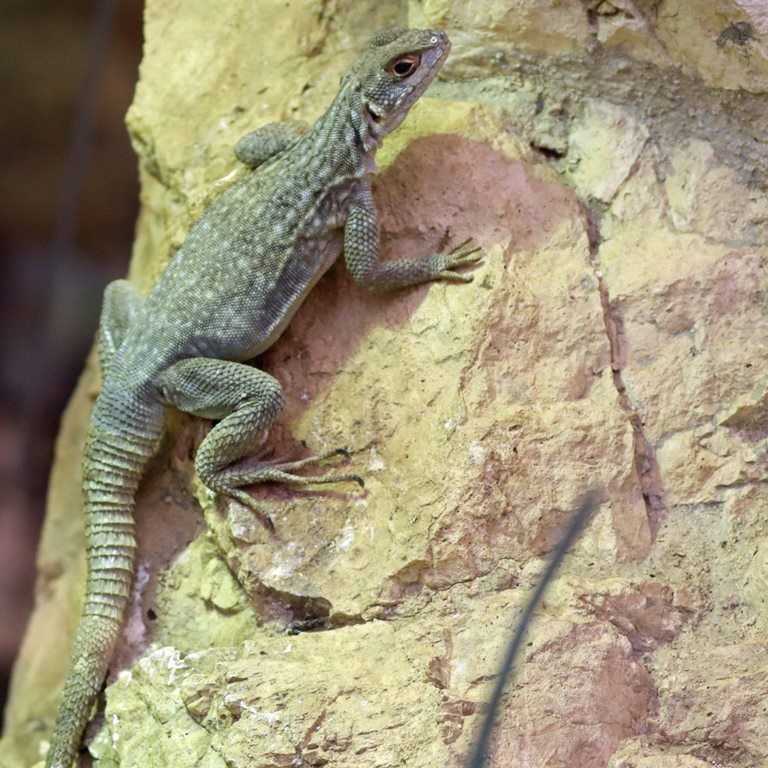 Dumeril's Madagascar Swift
