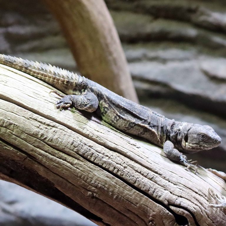 Five-keeled Spiny-tailed Iguana