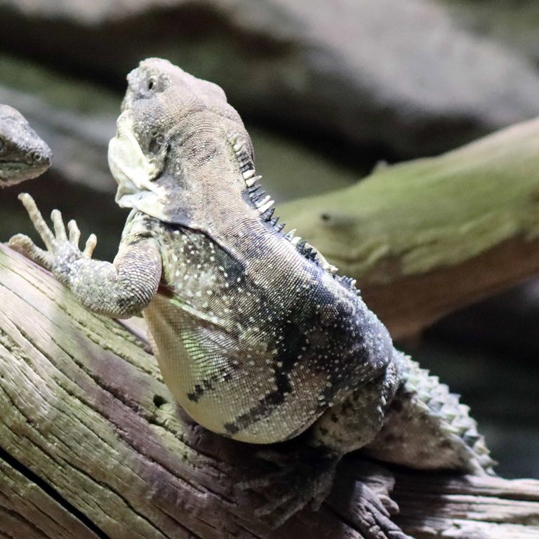 Five-keeled Spiny-tailed Iguana