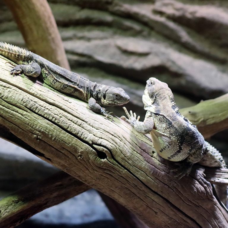 Five-keeled Spiny-tailed Iguana