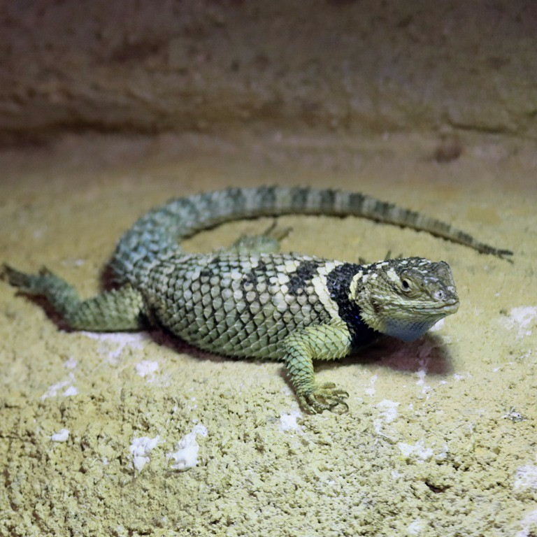 Blue Spiny Lizard