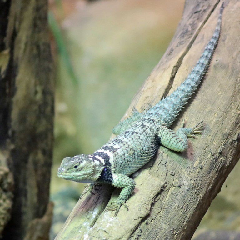 Blue Spiny Lizard