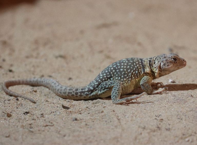 Common Collared Lizard