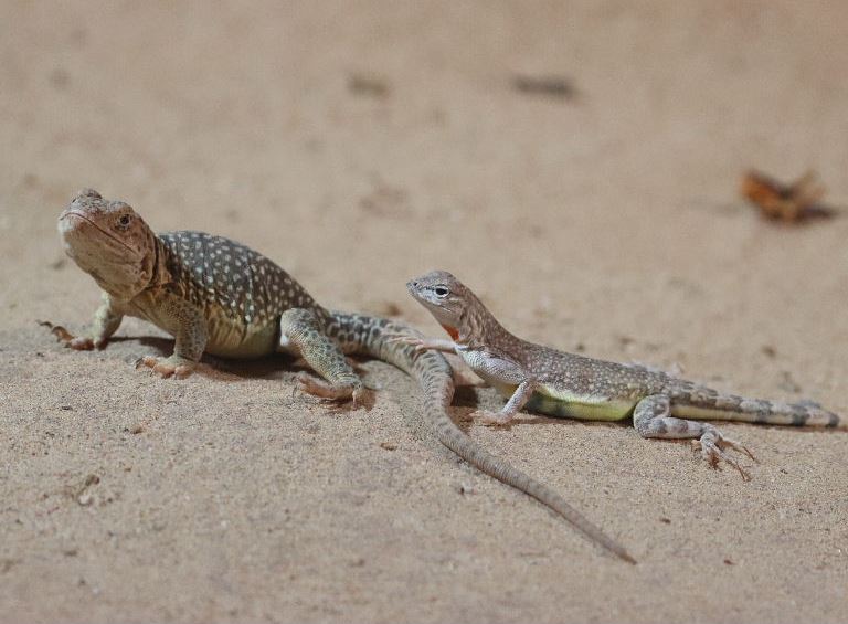 Common Collared Lizard with Zebra-tailed Lizard