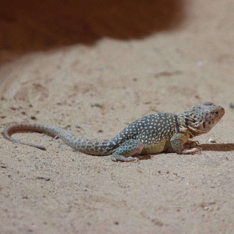 Common Collared Lizard