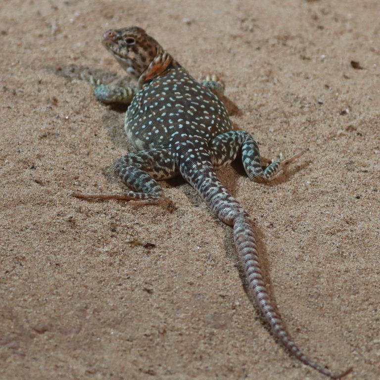 Common Collared Lizard