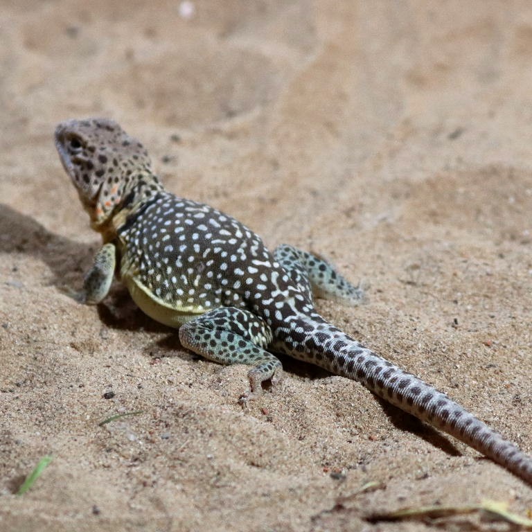 Common Collared Lizard