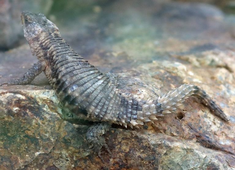 Tropical Girdled Lizard