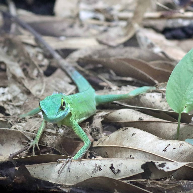 Green Crested Lizard