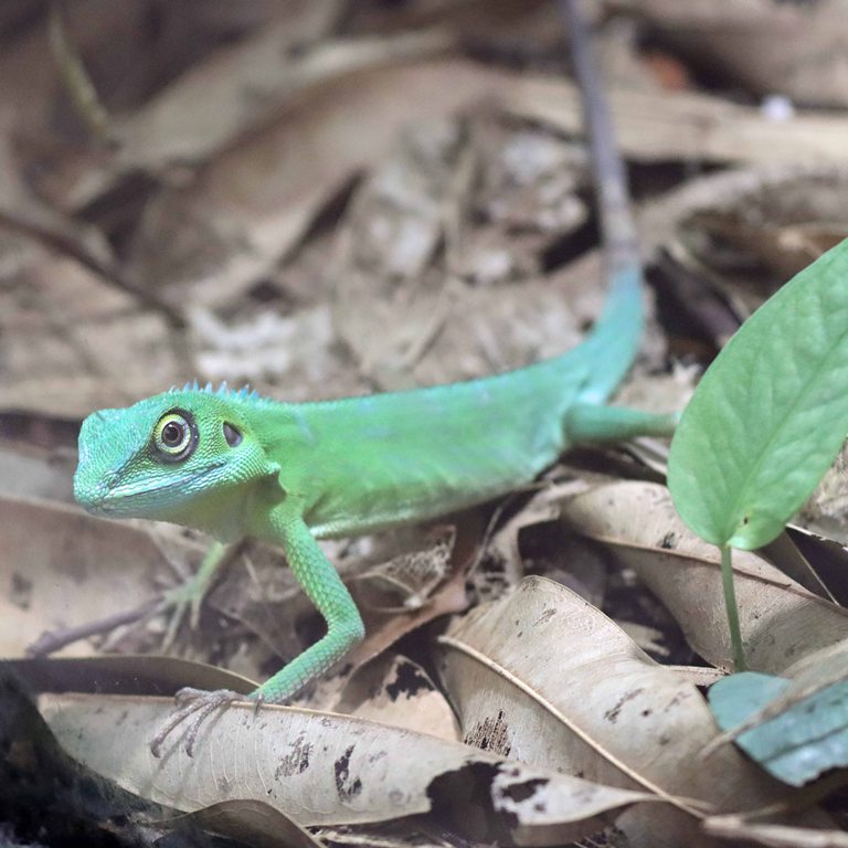 Green Crested Lizard