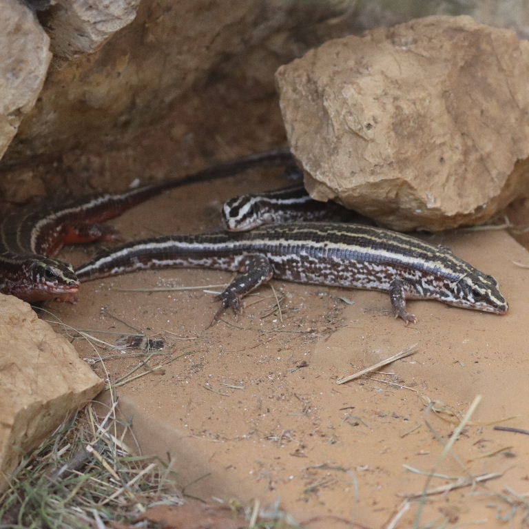 Four-lined Girdled Lizard