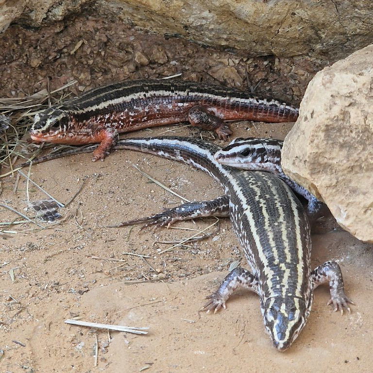 Four-lined Girdled Lizard