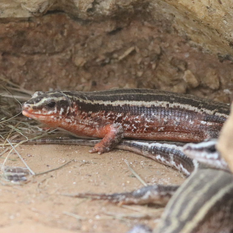 Four-lined Girdled Lizard