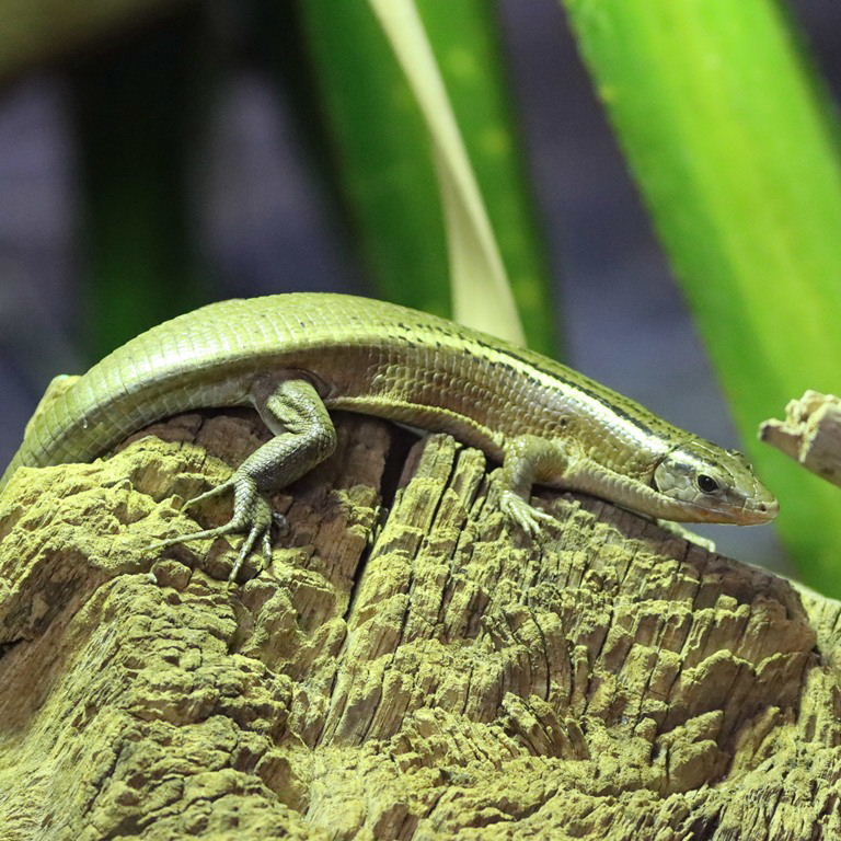Madagascar Girdled Lizard