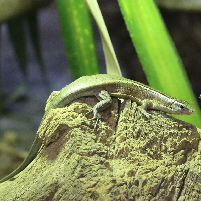 Madagascar Girdled Lizard