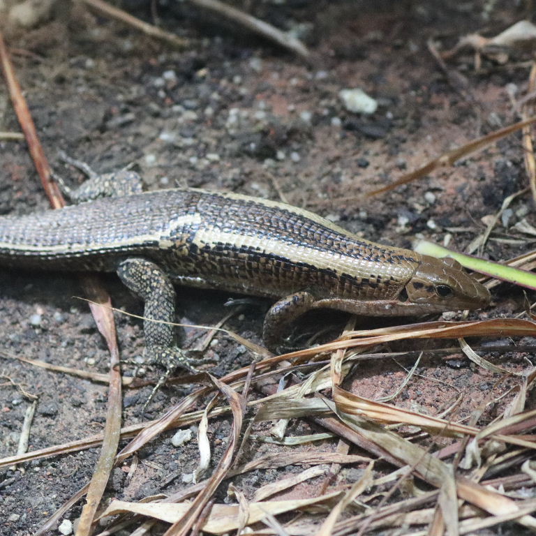 Western Girdled Lizard