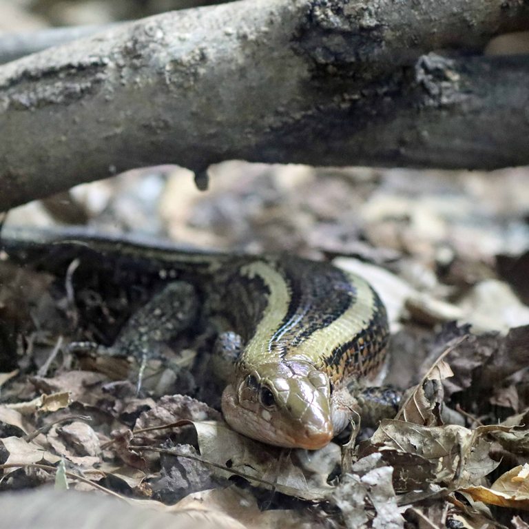 Western Girdled Lizard