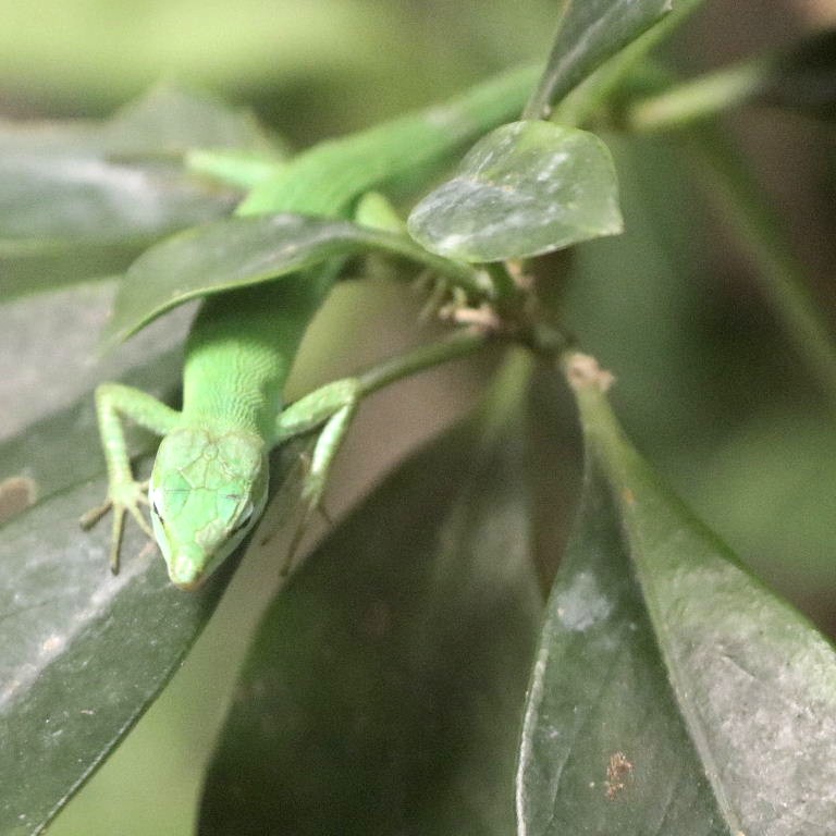 Sakishima Grass Lizard