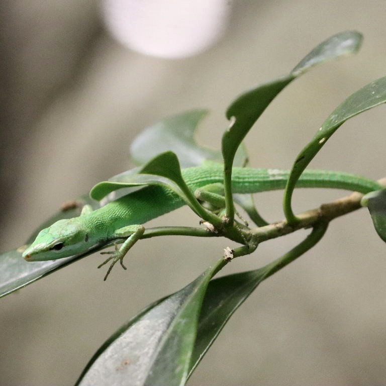 Sakishima Grass Lizard