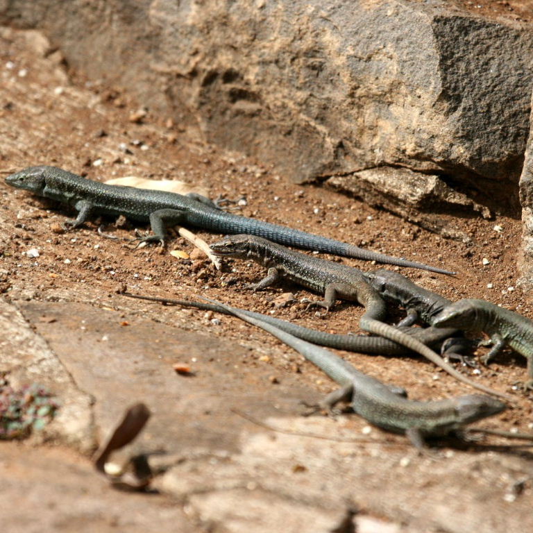 Madeira Wall Lizards doing conga