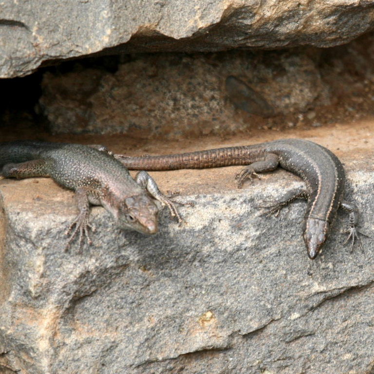 Madeira Wall Lizards