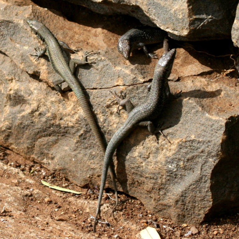 Madeira Wall Lizards
