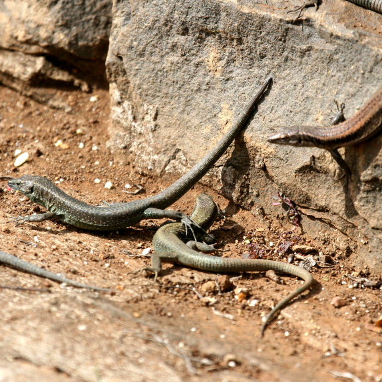 Madeira Wall Lizards