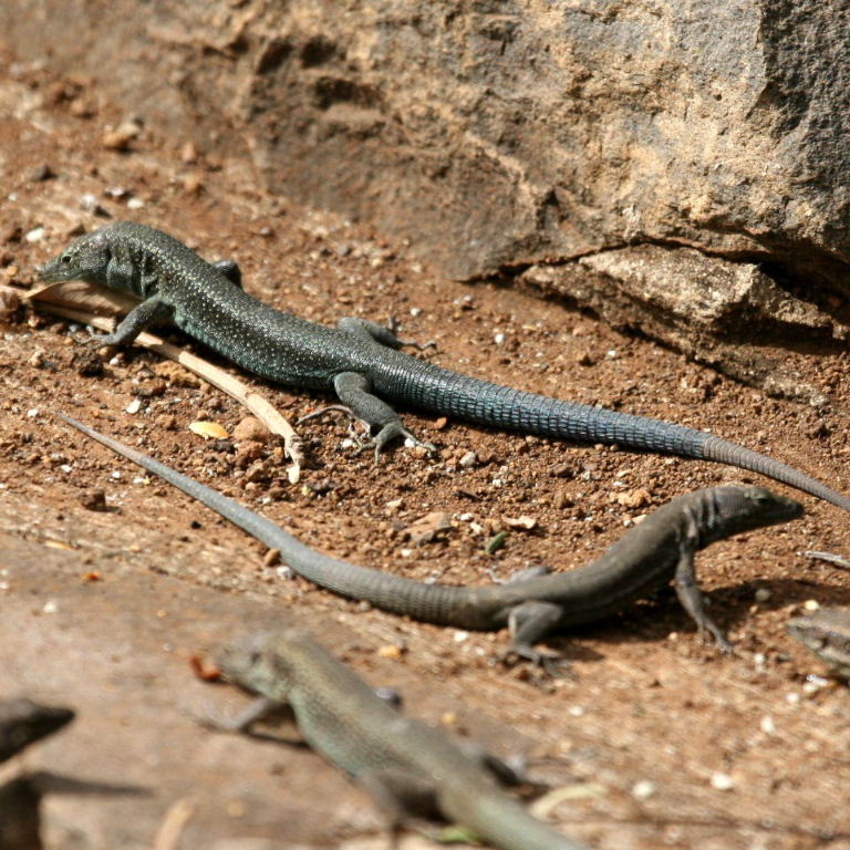 Madeira Wall Lizards