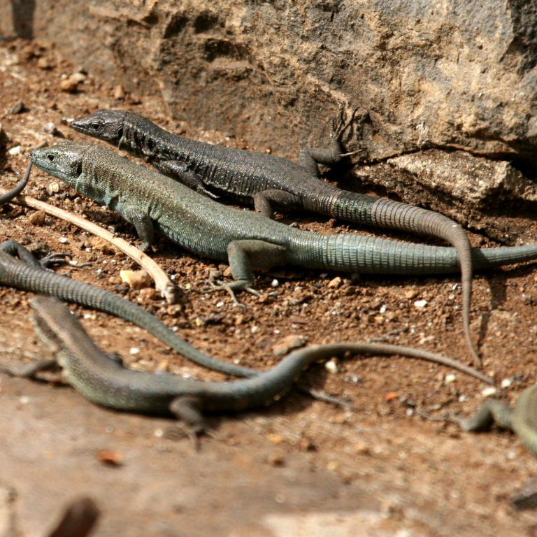 Madeira Wall Lizards