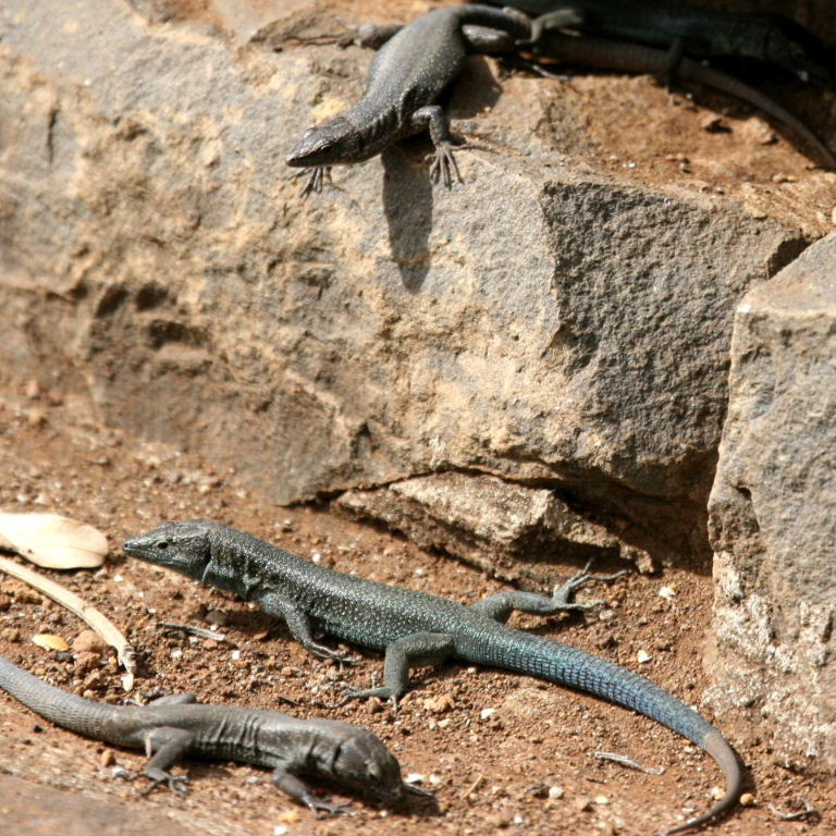 Madeira Wall Lizards