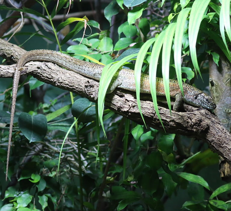 Southeastern Girdled Lizard