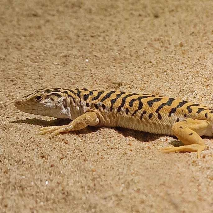 Gobi Racerunner