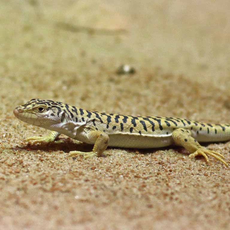 Gobi Racerunner