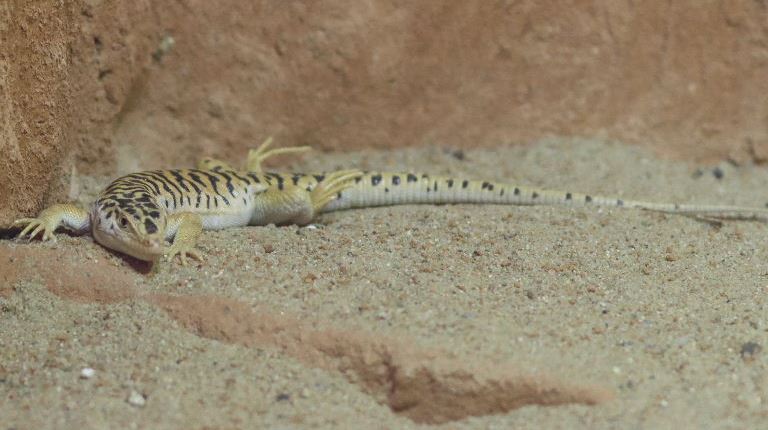 Gobi Racerunner