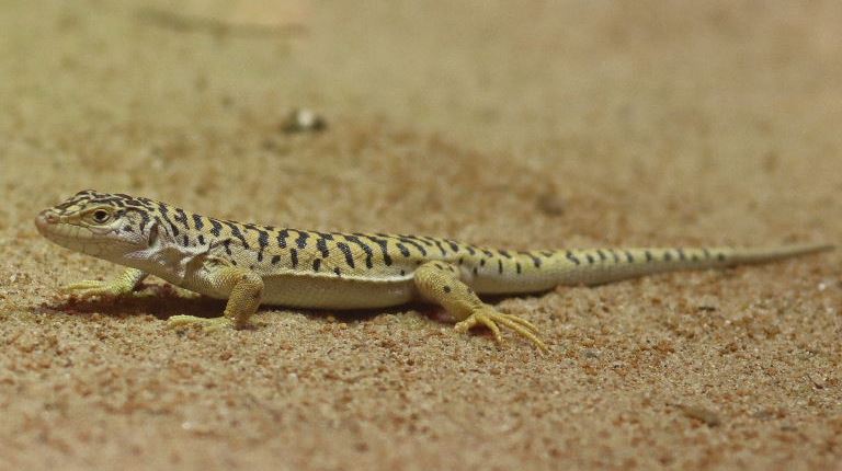 Gobi Racerunner